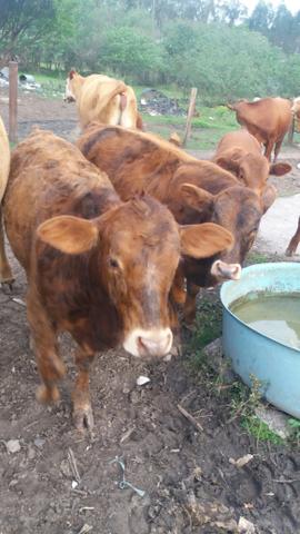 Terneiros red angus - Foto 2