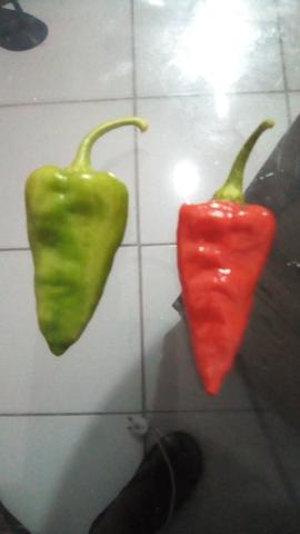 Muda pimenta indiana - Foto 3