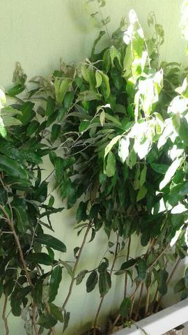 Mudas eucalipto 1mt. altura- Plantas c/ Frutos, Pokan, limão - Montamos Pomar-Grama barato