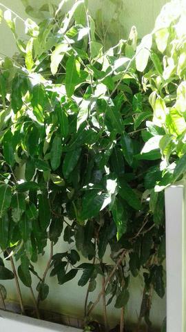 Mudas eucalipto 1mt. altura- Plantas c/ Frutos, Pokan, limão - Montamos Pomar-Grama barato - Foto 3