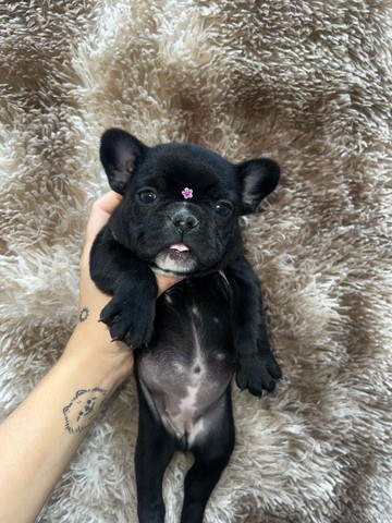 Bulldog francês fêmea  - Foto 4