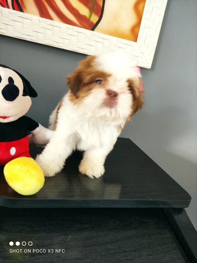 shih tzu toy olx