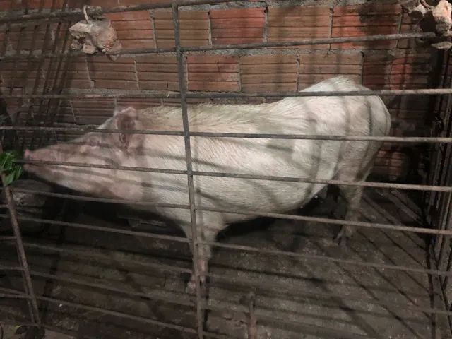 Vendo uma porca bem cuidada