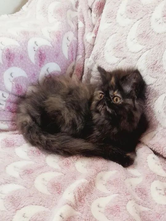 PERSA SHOW Fêmea - cor BlackTortie - Foto 4