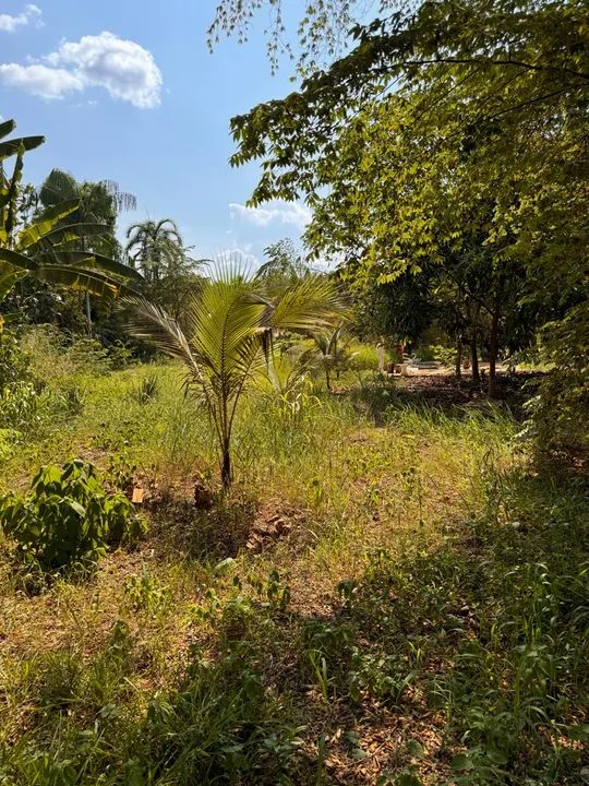 Oportunidade Sítio perto do centro, vista pra rio Madeira - Foto 6