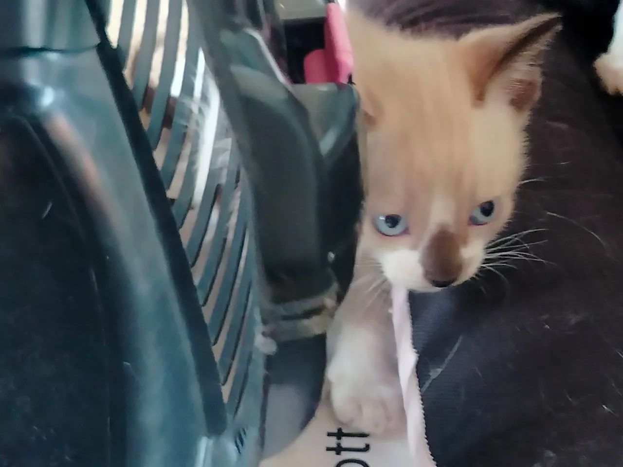 Gatos para adoção - Foto 4