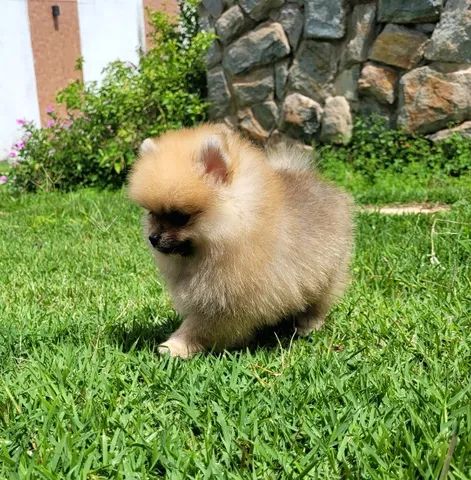 Spitz Alemão Anão macho - Pedigree CBKC - 12x sem juros envio gratis - Foto 2