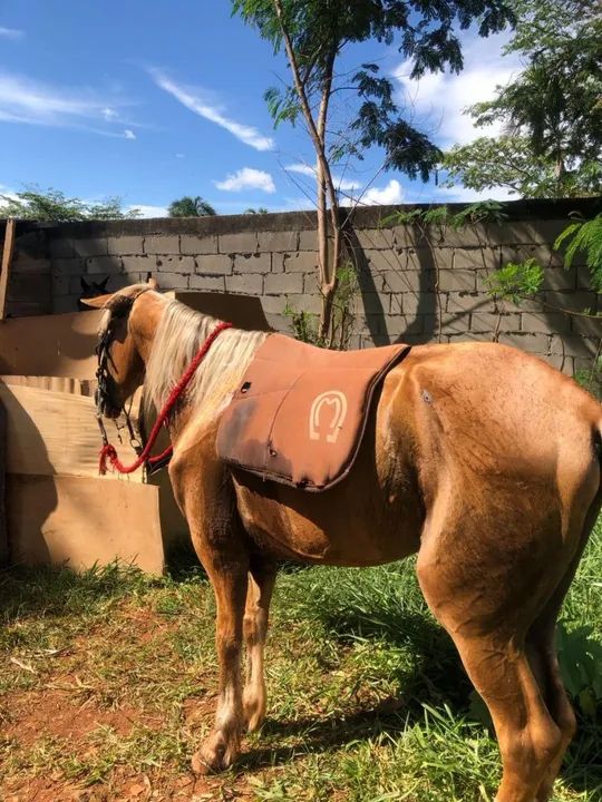 Cavalo para venda