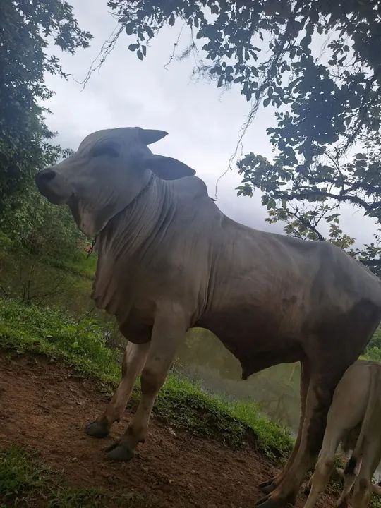 Touro nelore - Foto 3