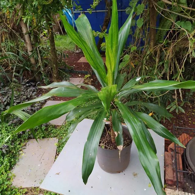 Dracena Arbórea 