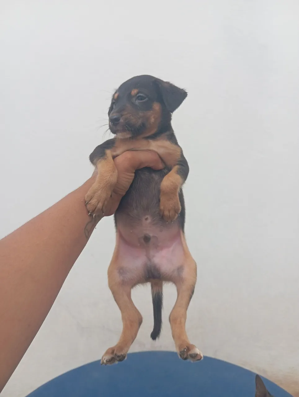 Adoção Responsável