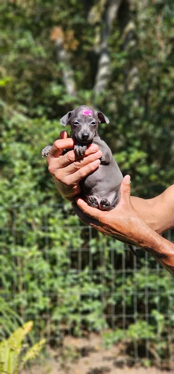 Galguinho Femea - Top - Foto 2
