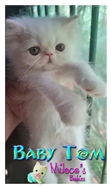 Gatinho Persa - Baby Tom Topshow macho com 2 meses 