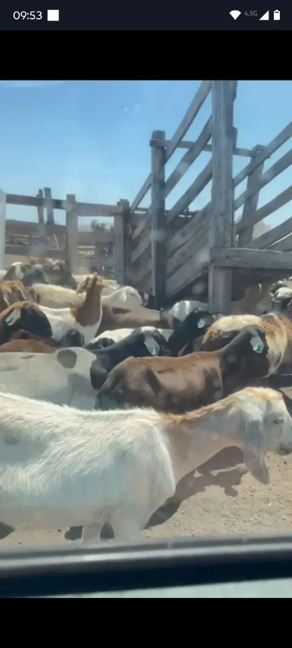 Vendo lote de carneiros e cabras tem uns 80 tudo  - Foto 2