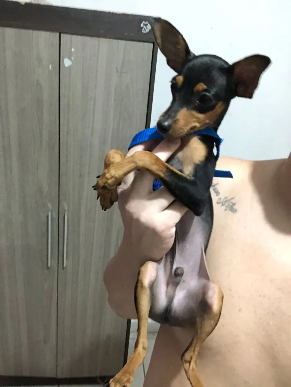 Pinscher filhote