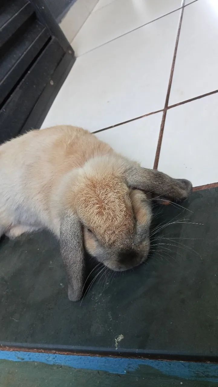 Coelho mini lop 120 dias já treinado, adora colo, carinho, atende pelo nome.  - Foto 2