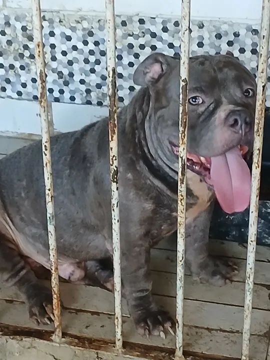 Filhote de American Bully - Foto 5