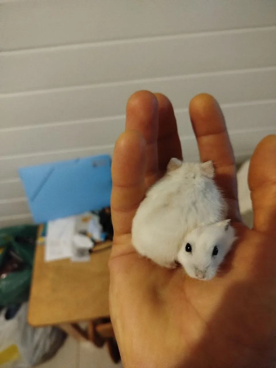 Hamster anão russo branco