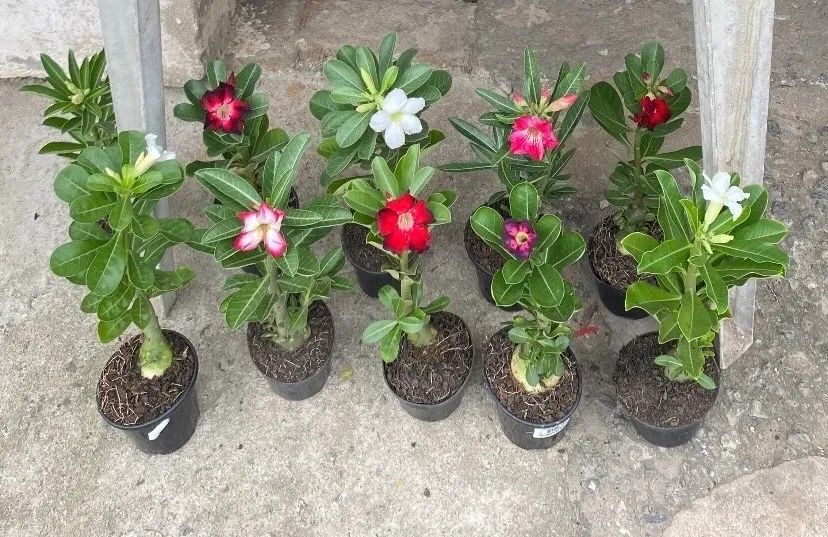 Rosas do deserto 