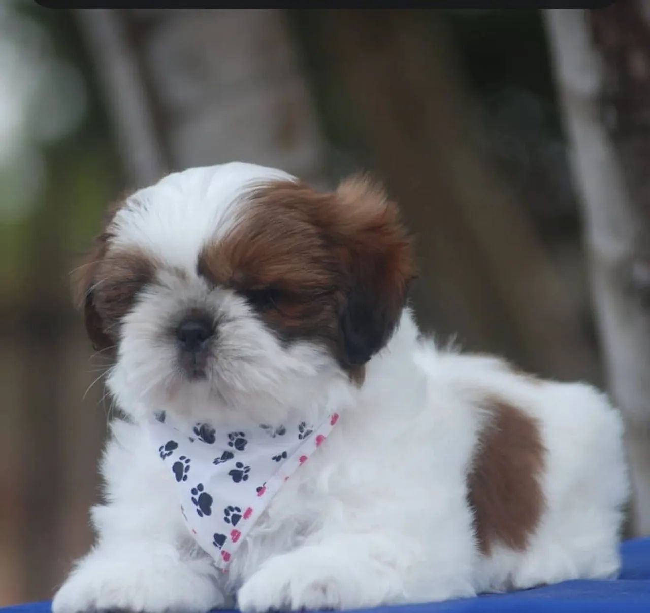 Shih Tzu filhote 