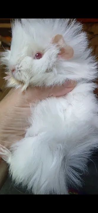 Vendo porquinho da Índia peruano fêmea 