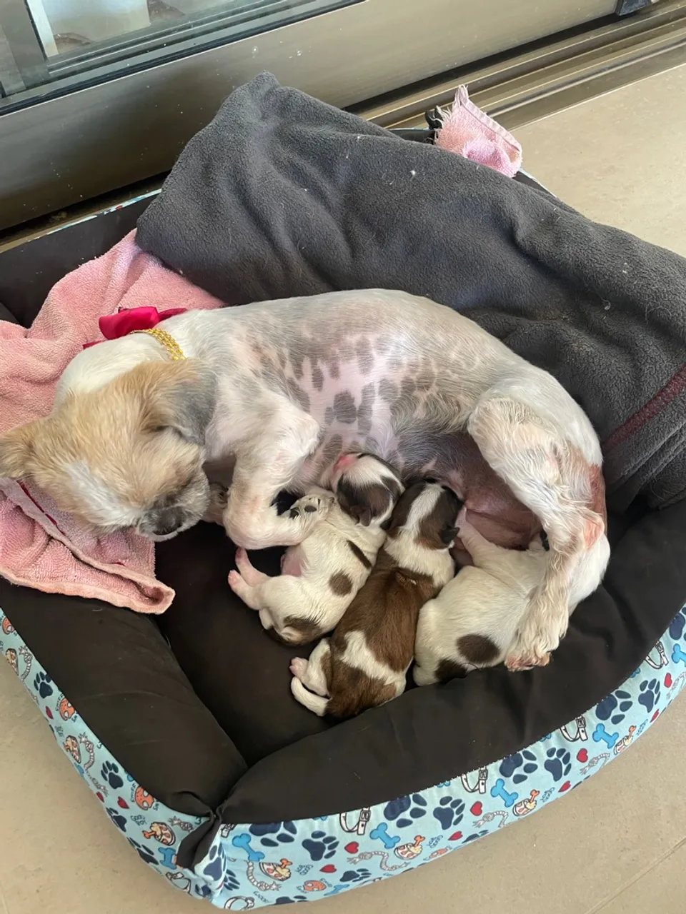 Filhotes de Shih Tzu lindos e saudáveis - fêmeas