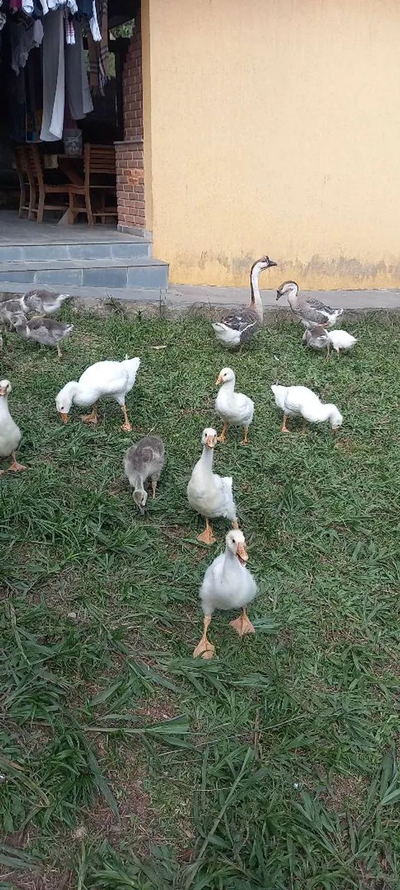 Gansos Sinaleiros e Africanos com Barbela - Foto 4