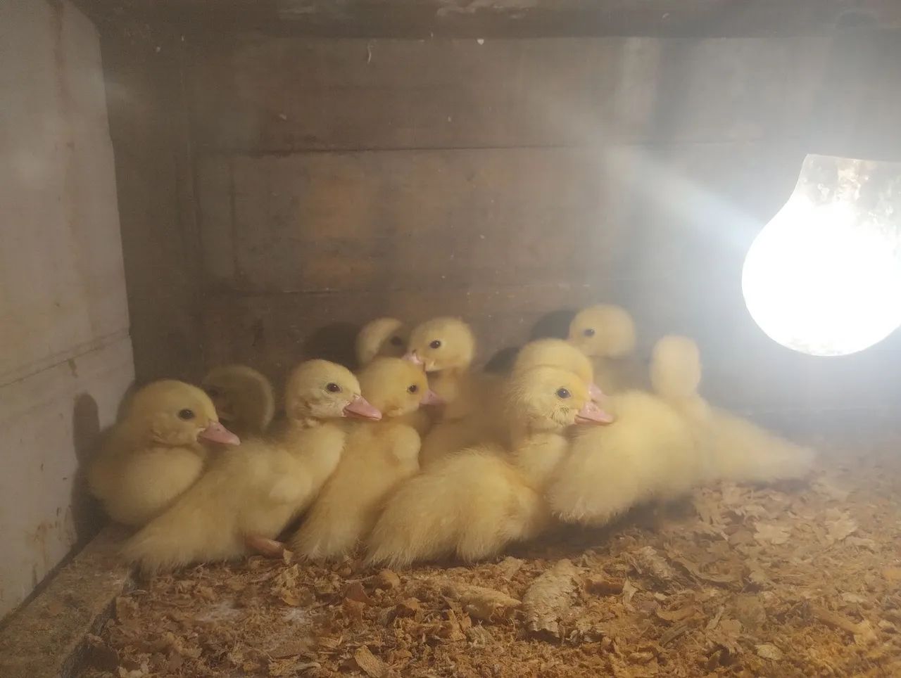 Filhotes de Patos Gigante Alemão  - Foto 3