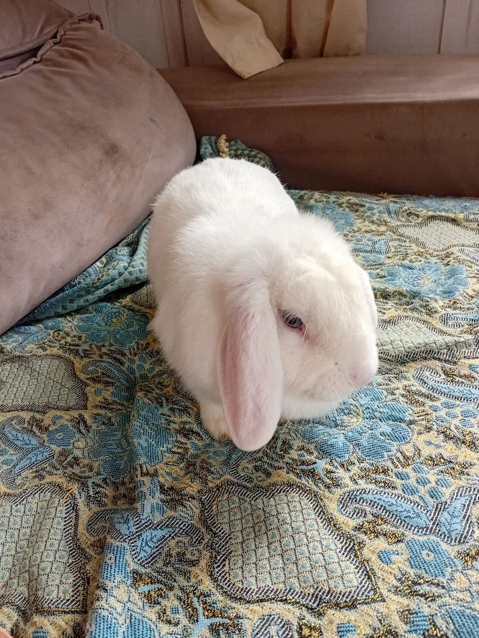 Lop fêmea 