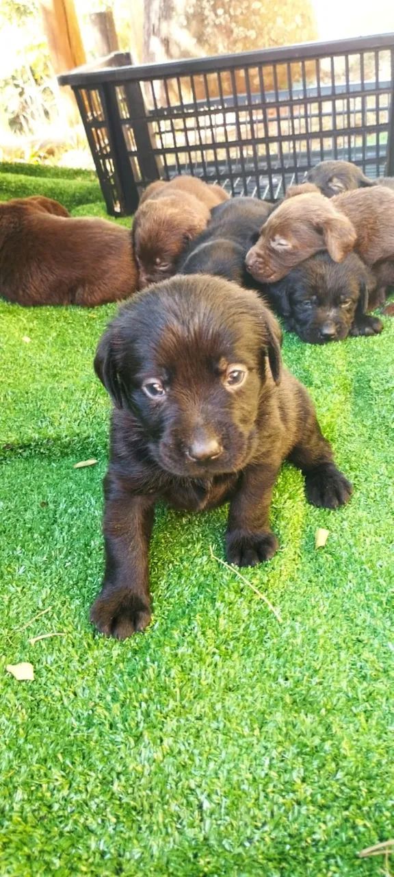 Labrador - Amor Incondicional e Muita Lealdade!