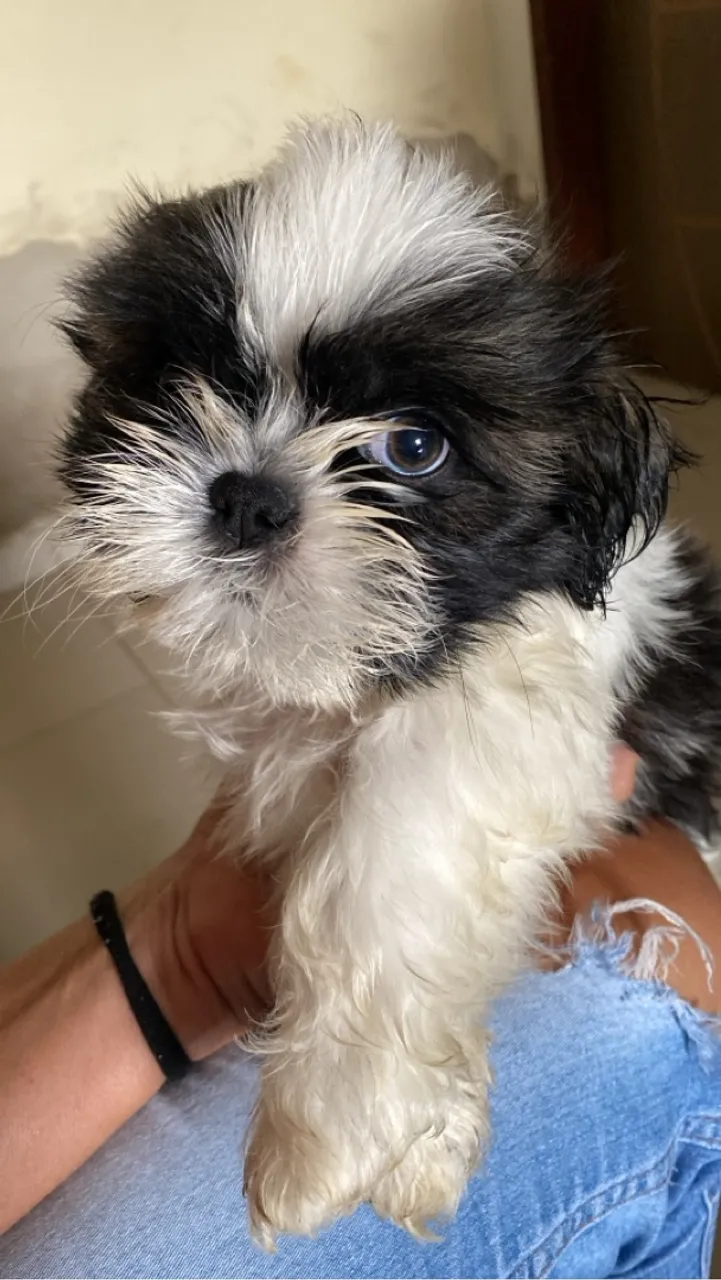 Filhote de Shih Tzu - Pelúcia de 4 Patas!