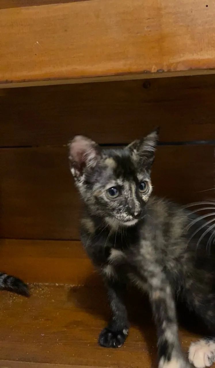 Doação de gatinhas - Foto 4
