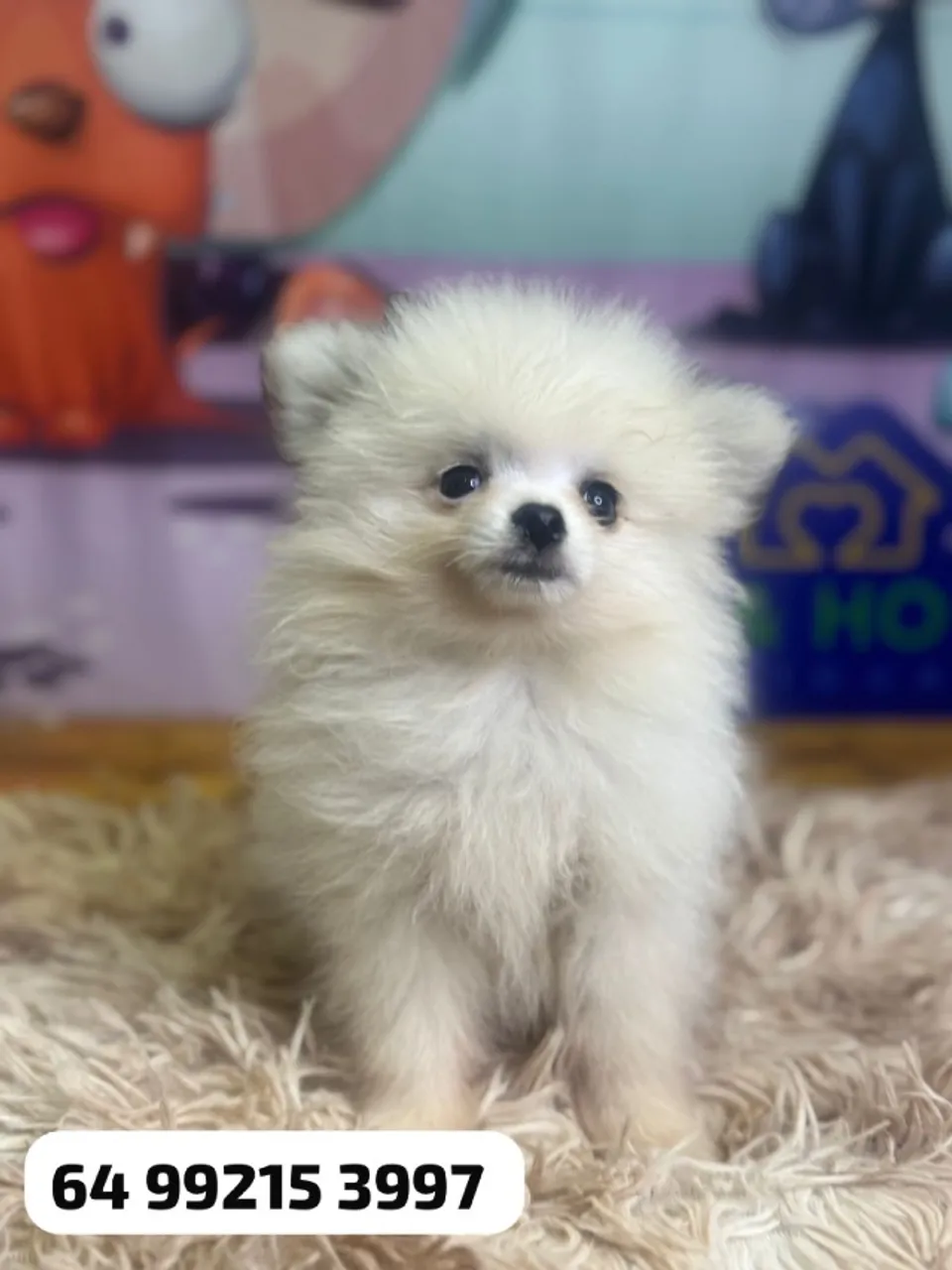 Spitz Alemão Macho