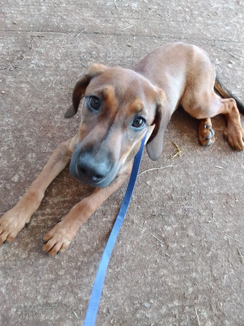 Filhote de cachorro