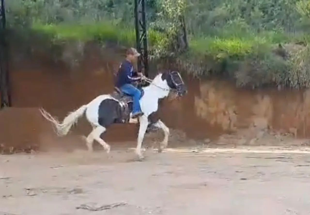 Cavalo pampa de Preto registrado  - Foto 2