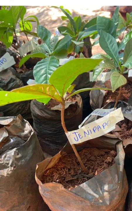 Mudas de Jenipapo