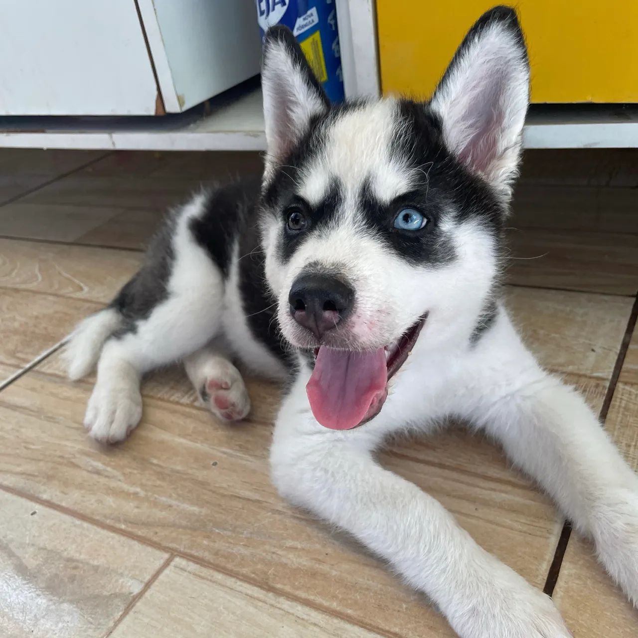 Filhote Fêmea Husky Siberiano