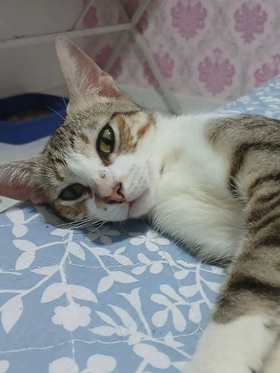 Gato adoção  - Foto 2