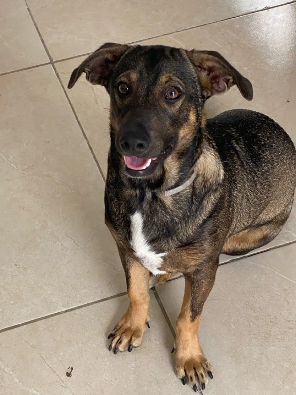 Cão adorável para adoção