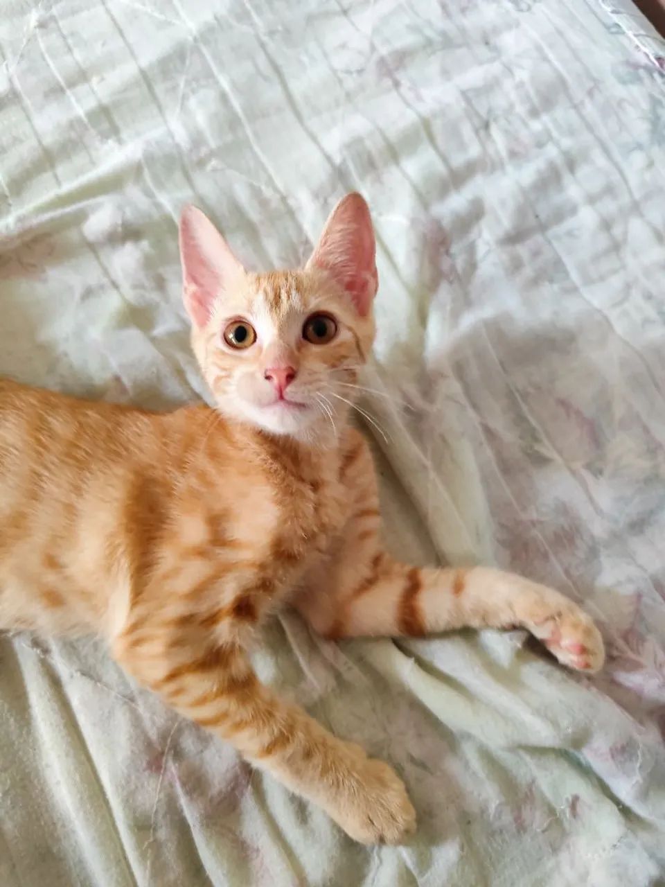 Gatinha fofa para adoção