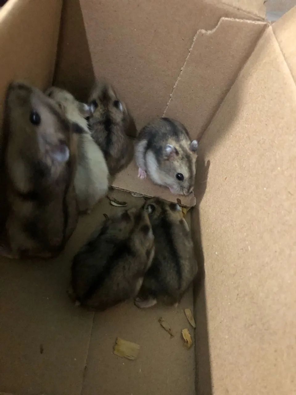 Hamster anão  russo - Foto 4