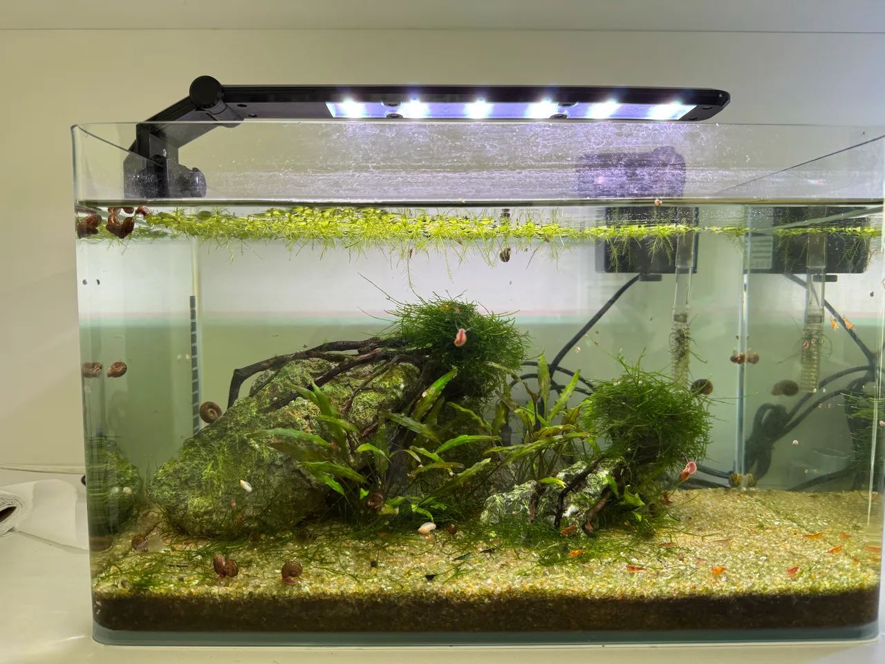 Aquário de 20l - Foto 2