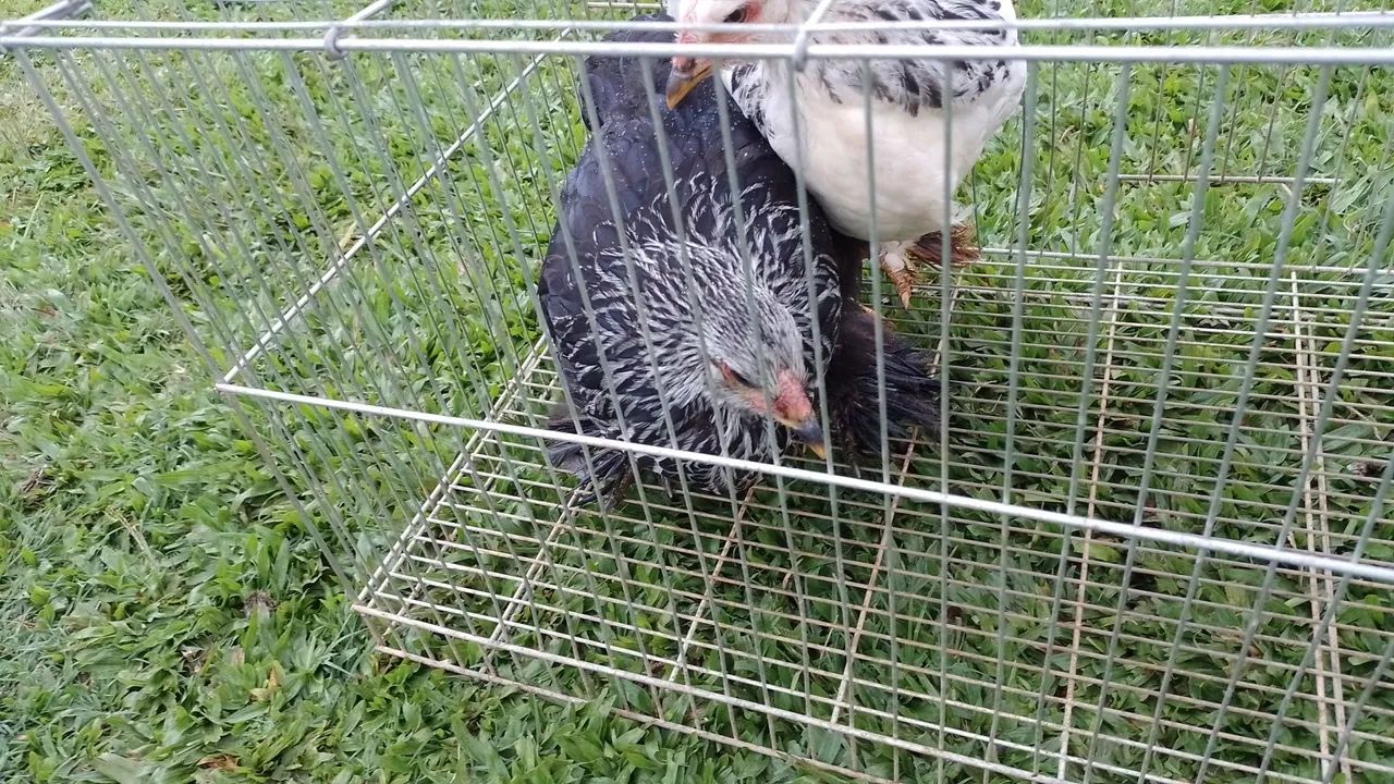 Frangas Brahma  - Foto 2