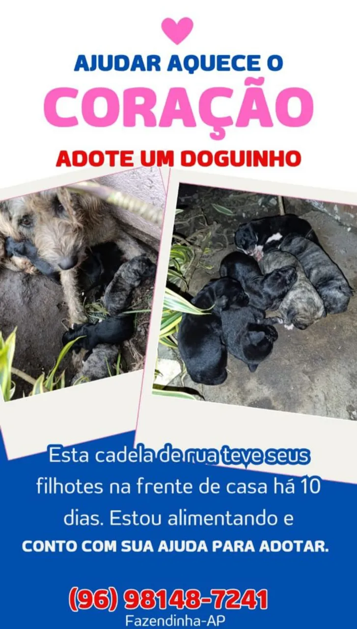 Cachorrinhos filhotes para adoção