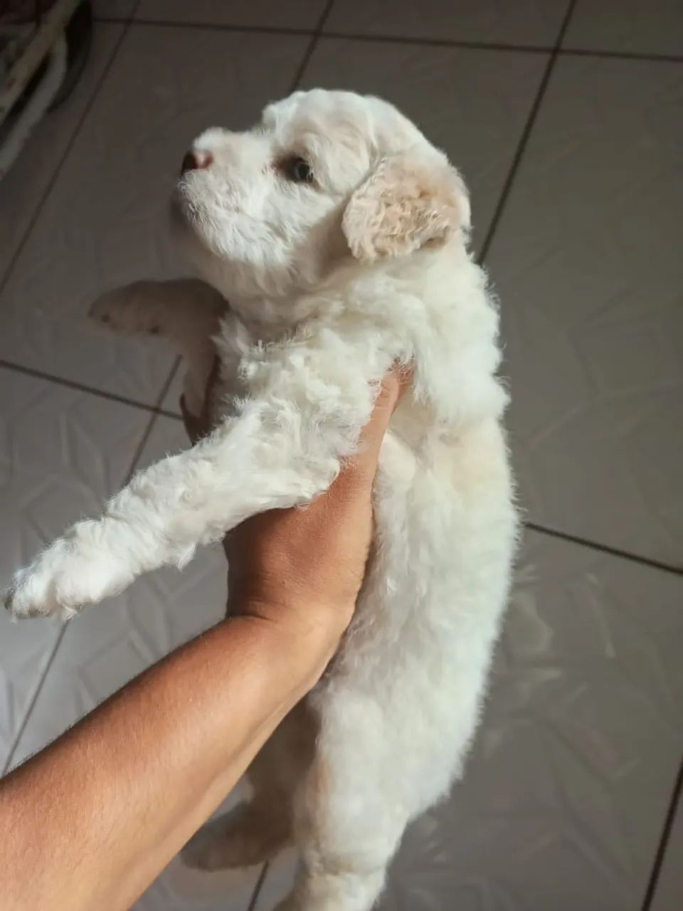 Filhote de Poodle branco - Foto 2