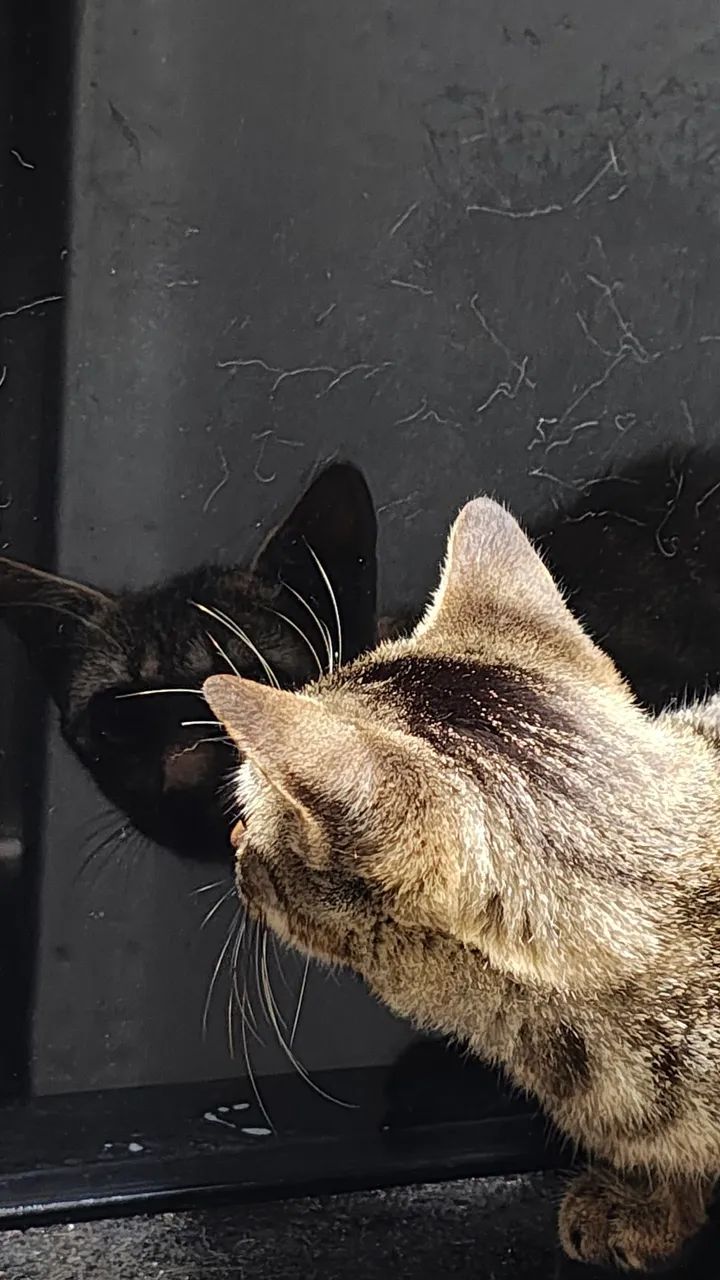 Gato curioso com reflexo