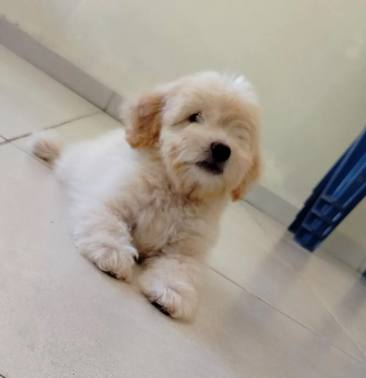 Filhote de Poodle fofo e adorável macho