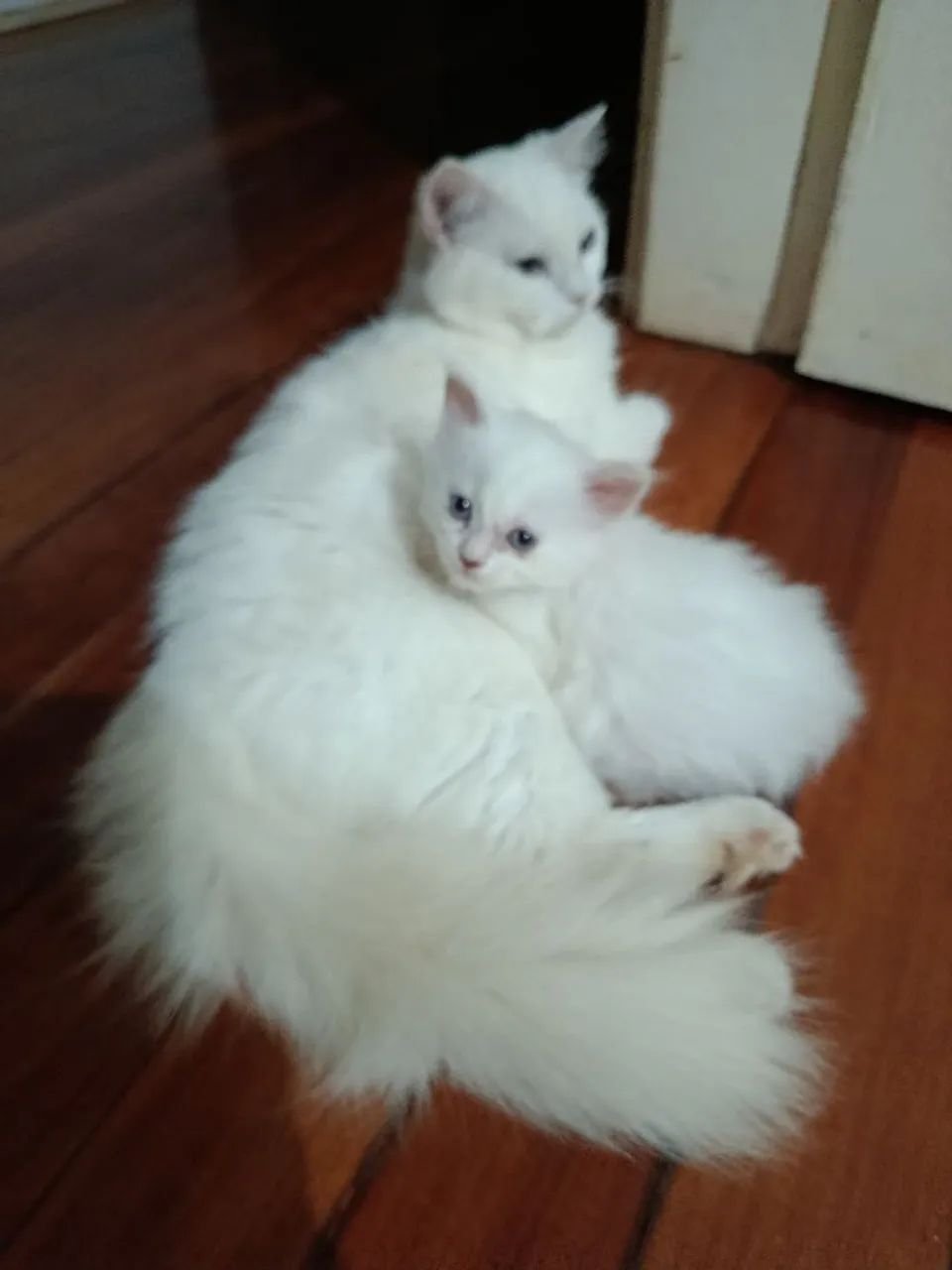 Gata angora persa - Foto 5