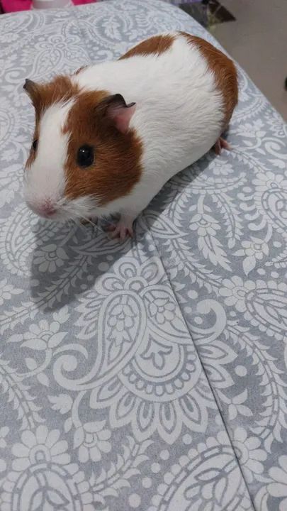 Doa-se porquinho-da-india fêmea 