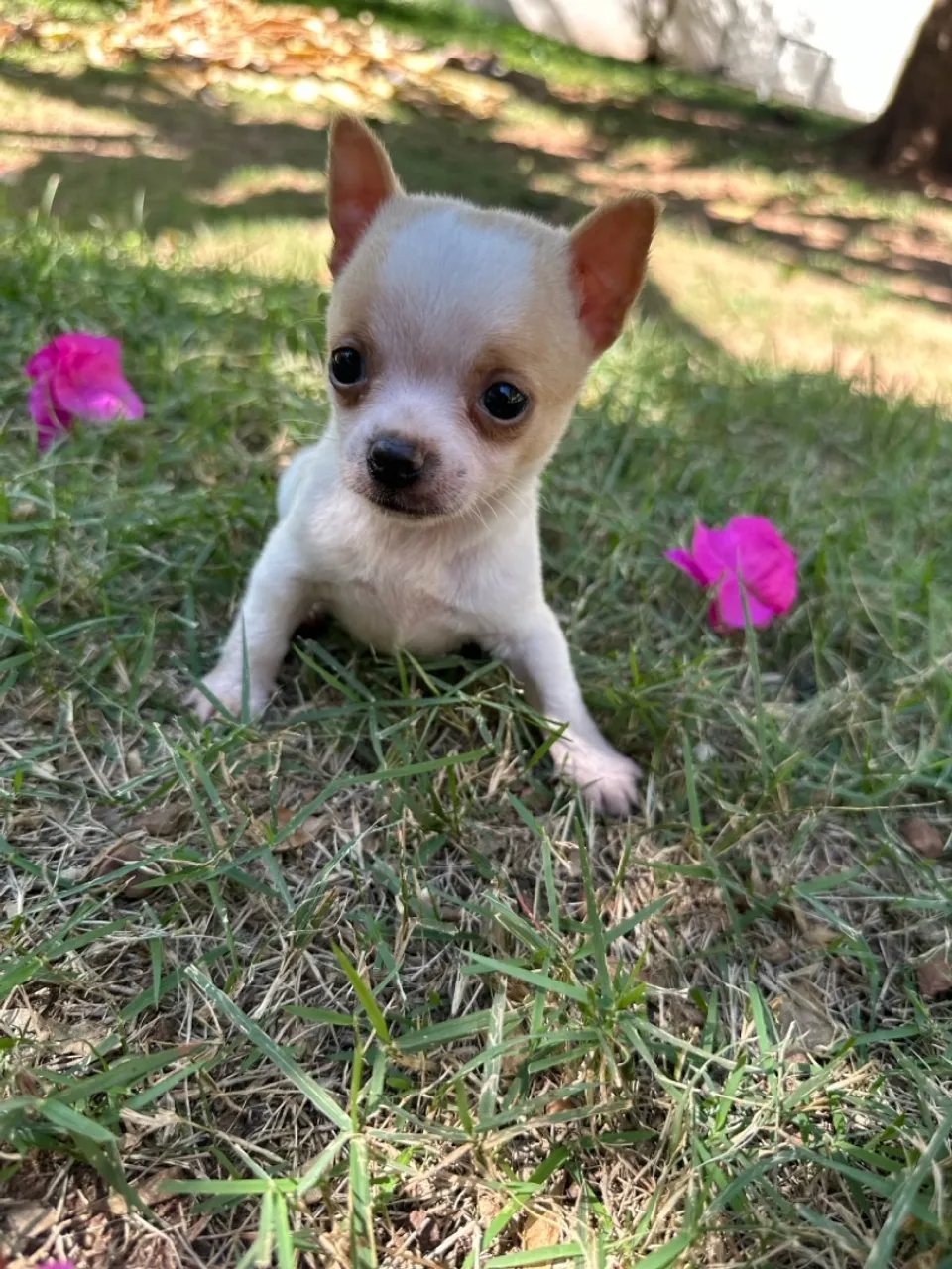 Chihuahua Macho
